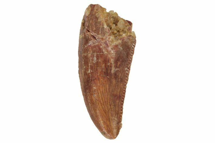 Serrated, Raptor Tooth - Real Dinosaur Tooth #234940